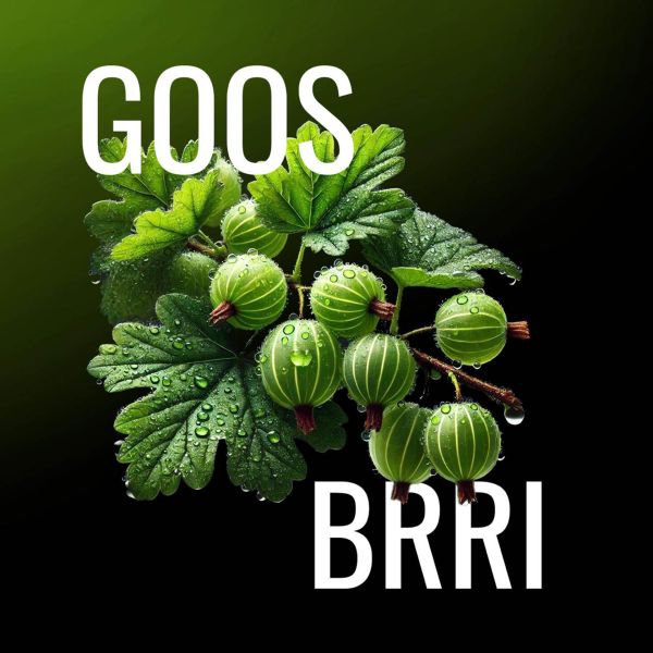 MustH | Goos Brri | 125g       